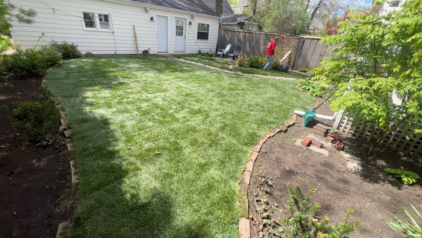 Thick, healthy front lawn on the North Shore — MarioScape lawn work