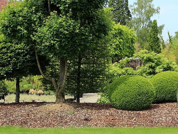 Tree and shrub care - MarioScape North Shore